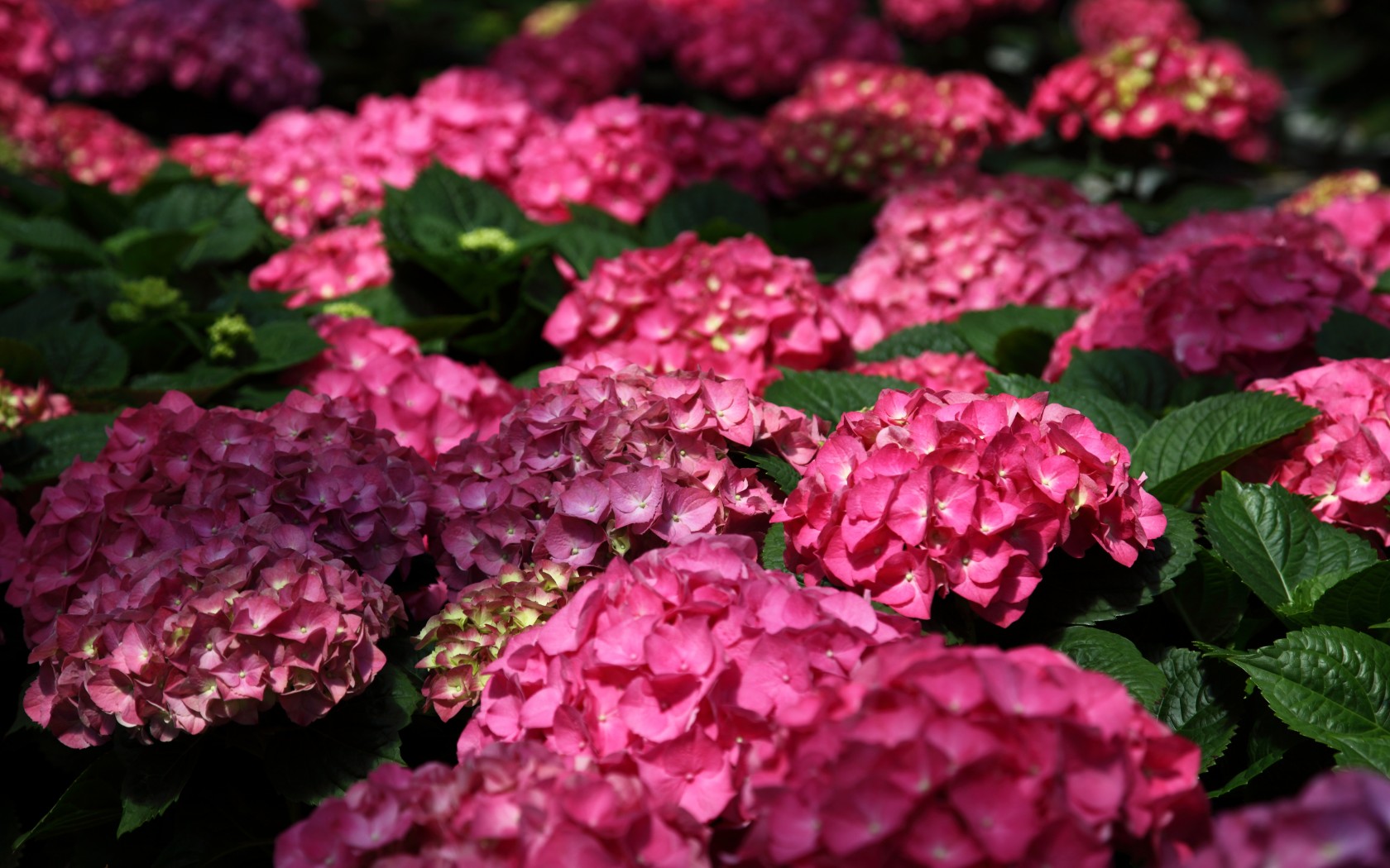 Hydrangea 4.jpg