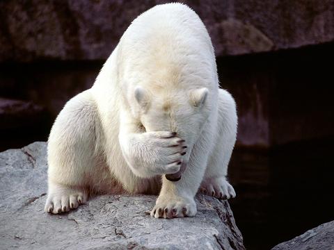 Ursus maritimus 7.jpg