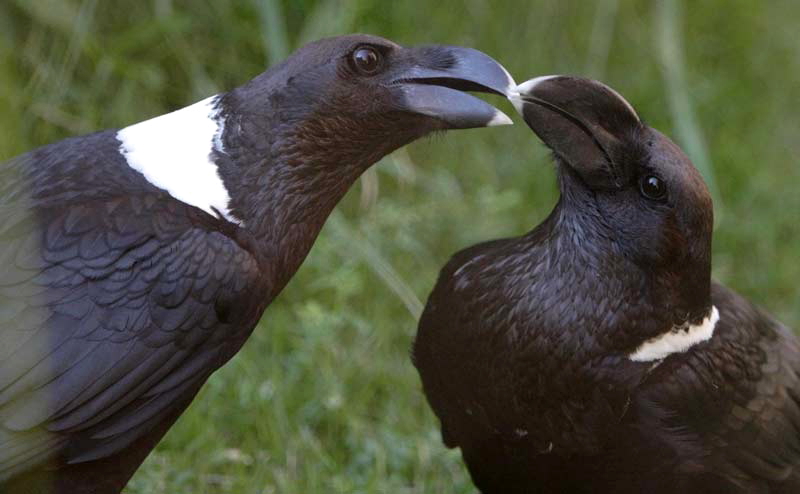 Corvus albicollis.jpg
