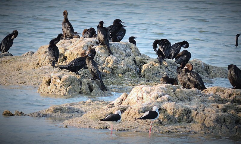 Photo was taken in Crow island Jaffna peninsula 1.jpg