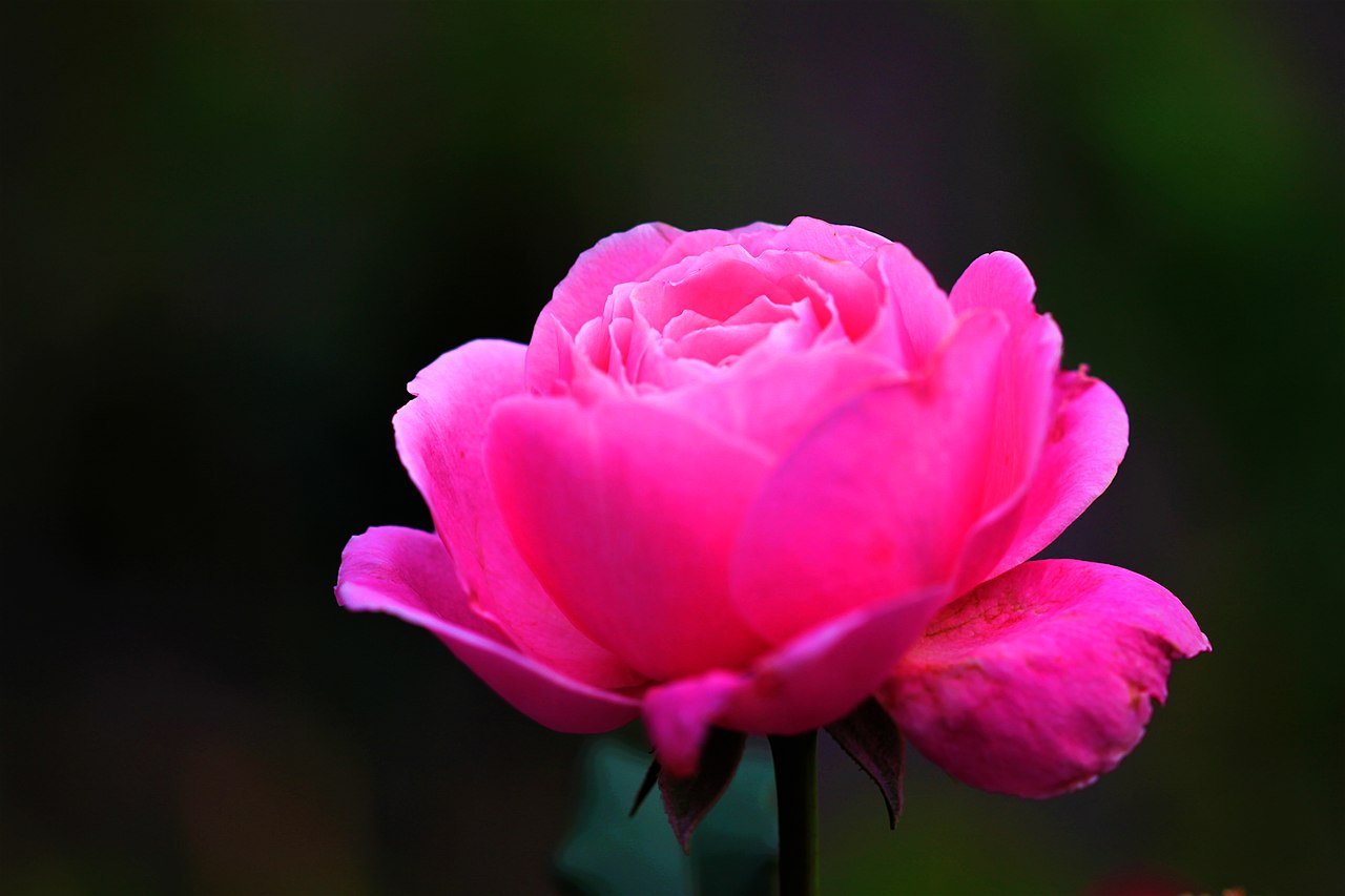 Love and Roses C.jpg