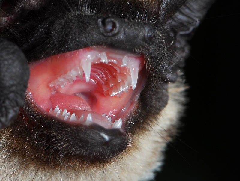 Chiroptera 4.jpg