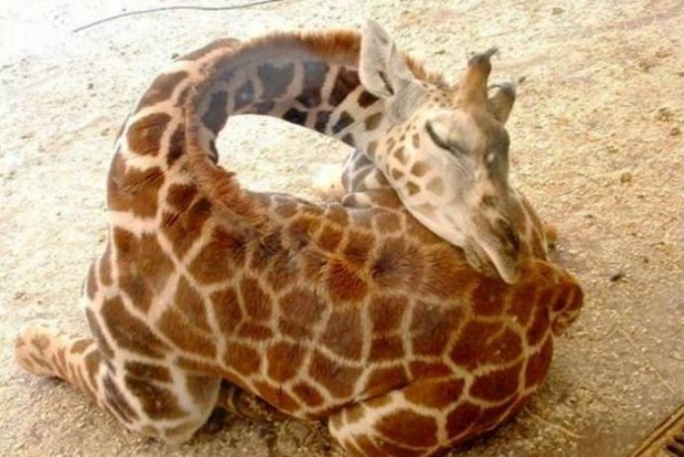 Giraffa.jpg
