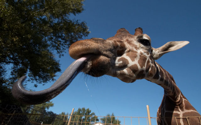 Giraffa 2.jpg