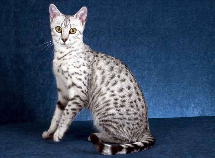 Egyptian-mau.jpg