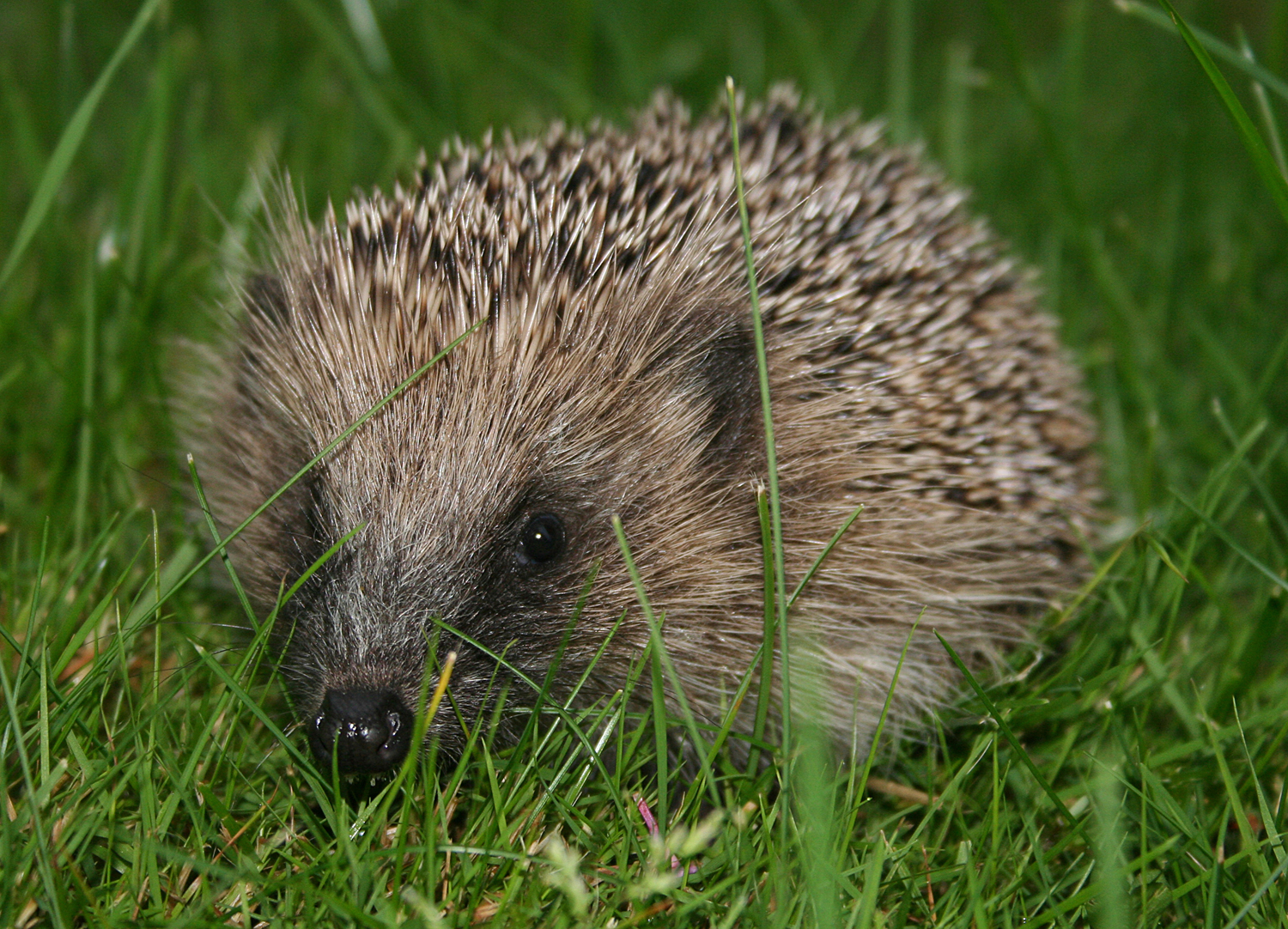Erinaceidae 15.jpg