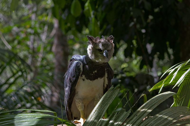 Harpy Eagle (Harpia harpyja).jpg