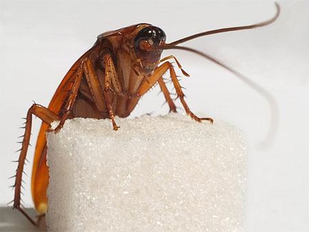 Blattodea 9.jpg