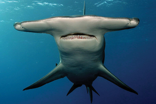 Sphyrnidae 8.jpg
