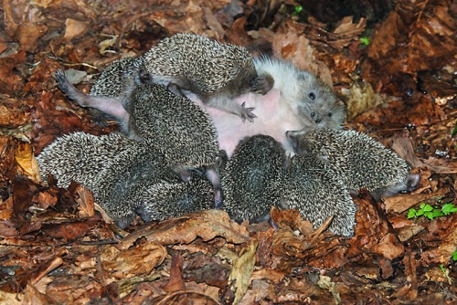 Erinaceidae 12.jpg