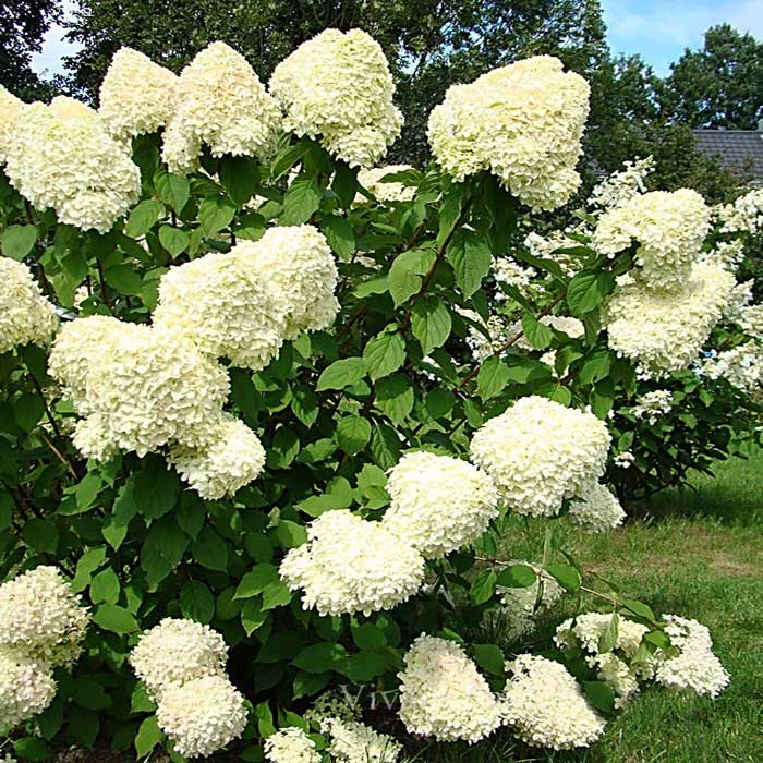 Hydrangea 5.jpg